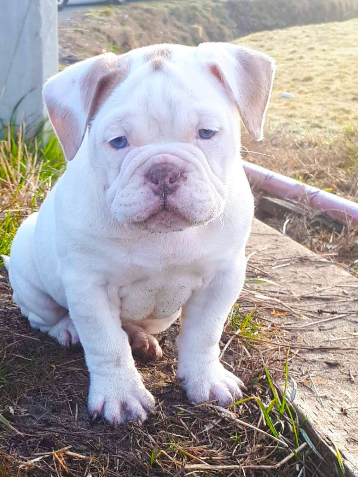 Olde English Bulldogge Outstanding Canines