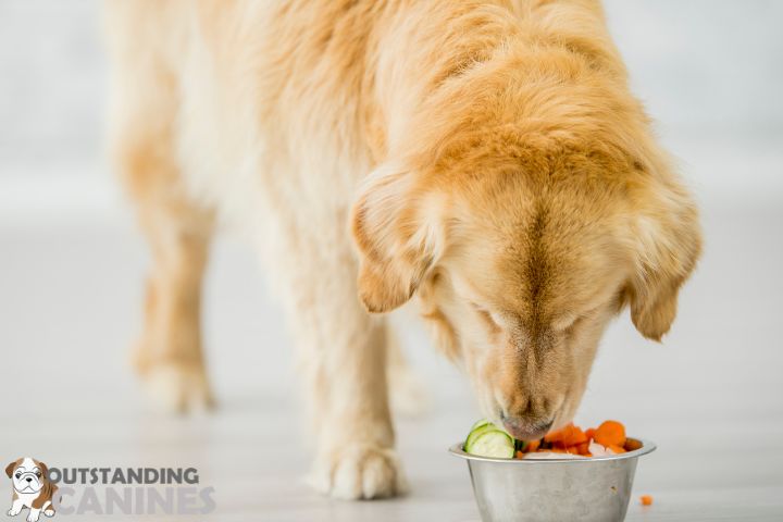 Diet of Your Dog with Supplements