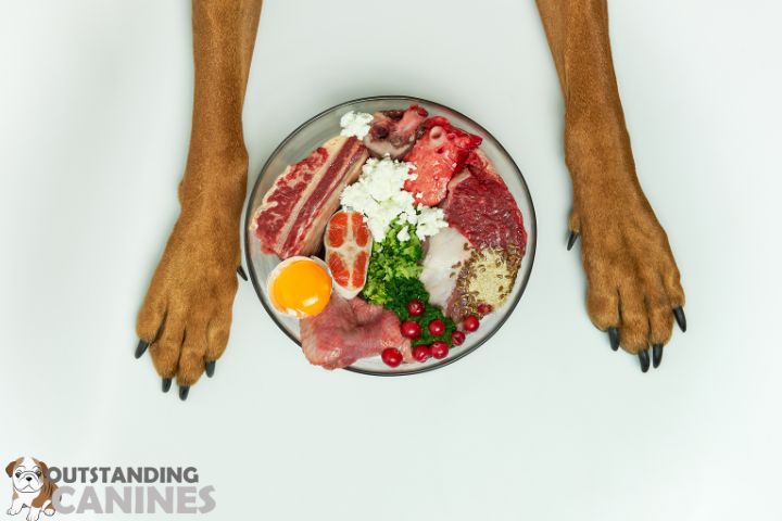 Dog Diet Essentials