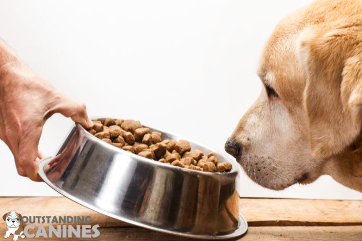 Dry Dog Food