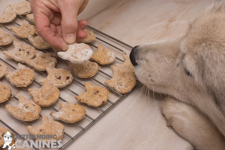 Homemade Dog Food