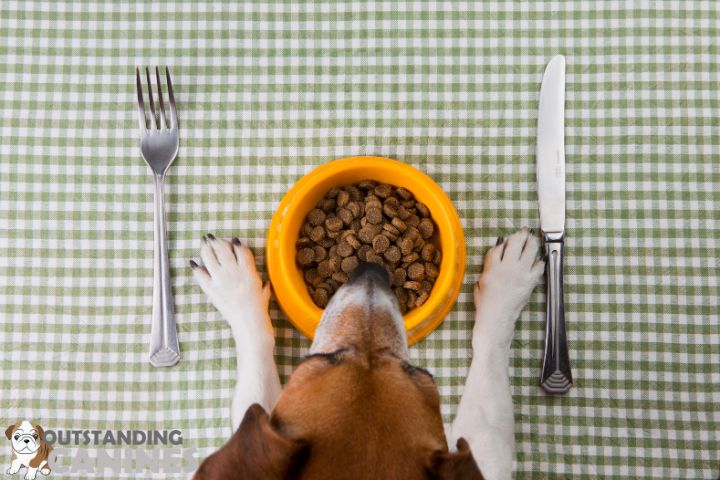 The Core Nutrients Every Dog Needs