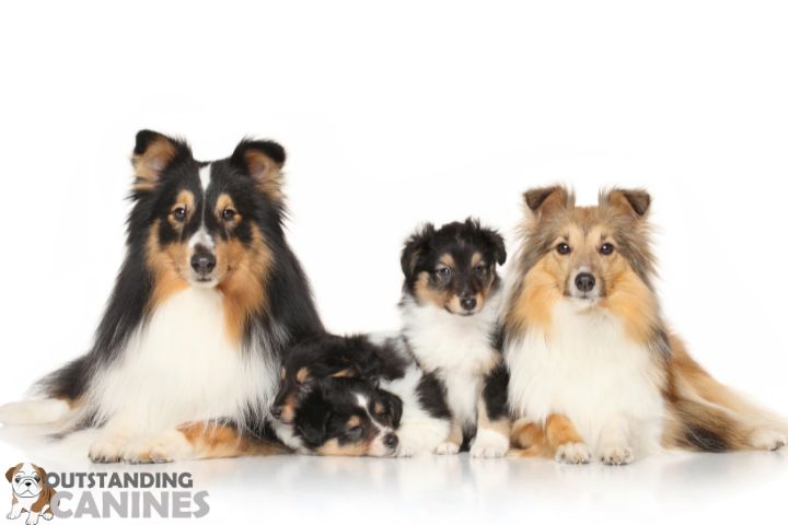 Combatting unethical breeding practices