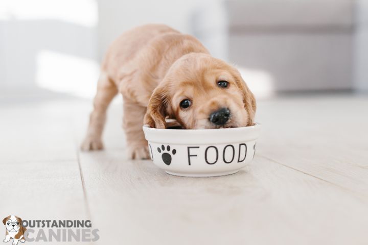 Commercial Dog Food