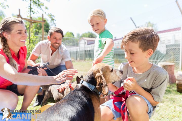 Dog Adoption Process Steps