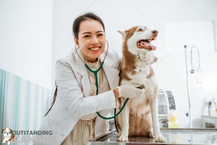 Dog Care Tips