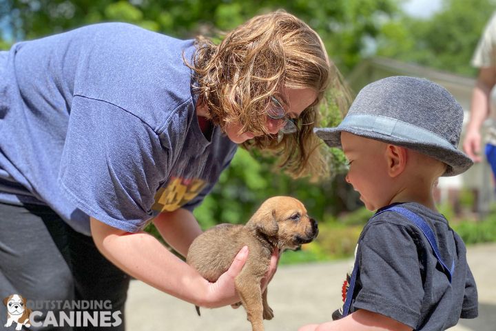 First-Time Puppy Owner Guide