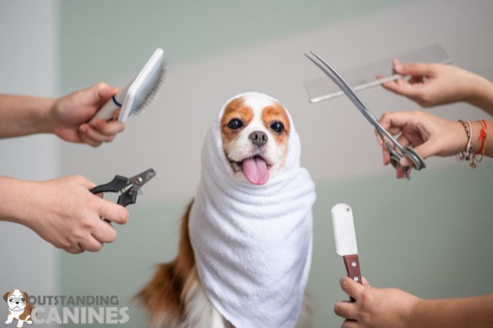 Grooming dog
