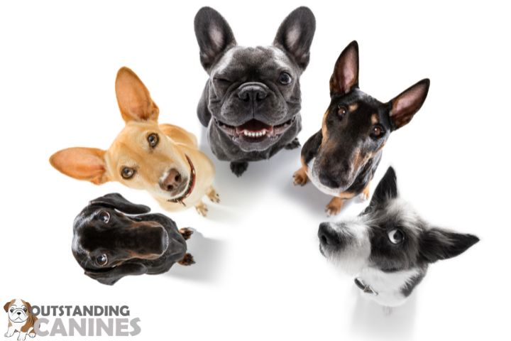 Popular Puppy Breeds for Adoption