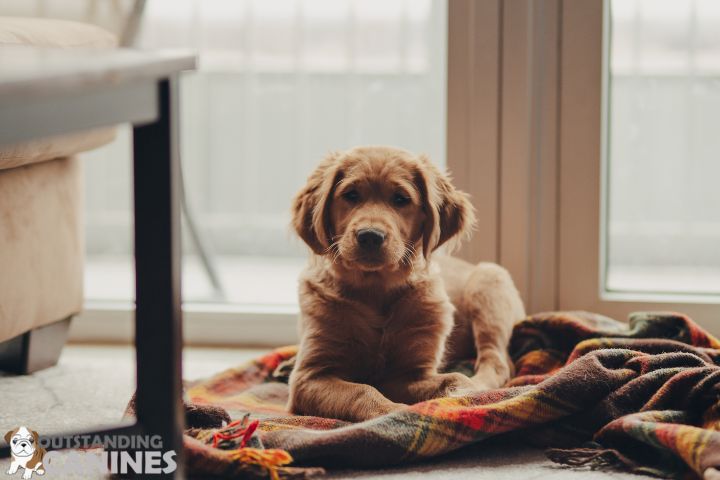 Preparing Your Home for a New Puppy
