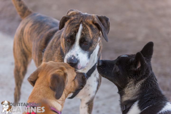 Proper Socialization for a Well-Behaved Dog