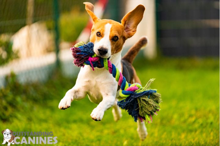Regular Exercise for dogs