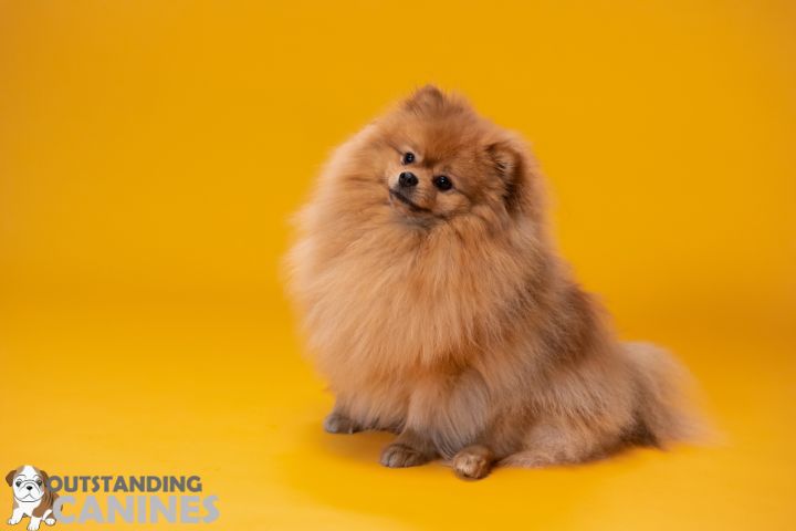 The Cuteness of Pomeranians
