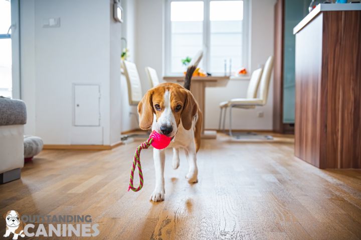 The Playfulness of Beagles