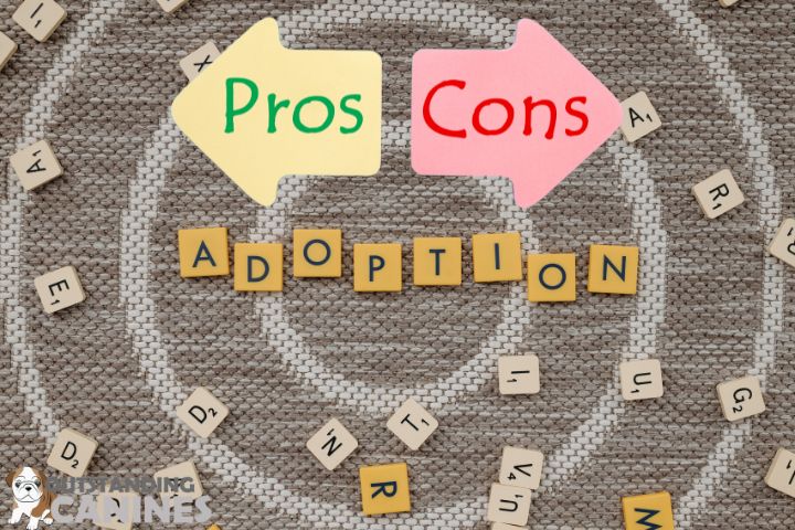 The Pros and Cons of Dog Adoption