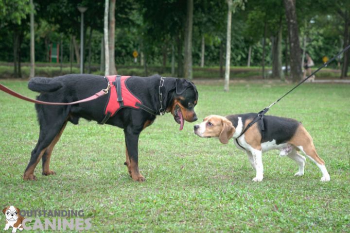 Training and Socialization