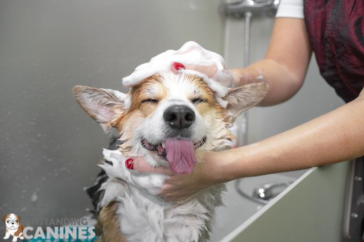 bathing your dog
