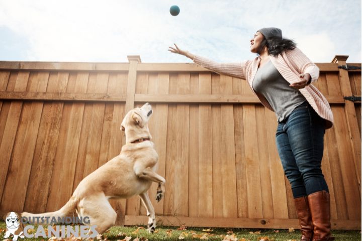 dog Playtime