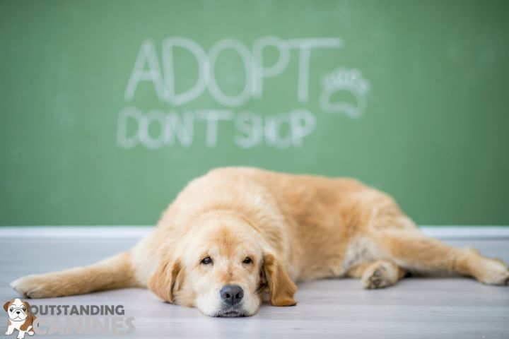 dog adoption vs buying