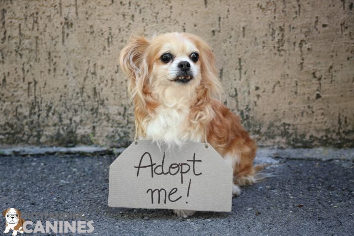 dog adoption