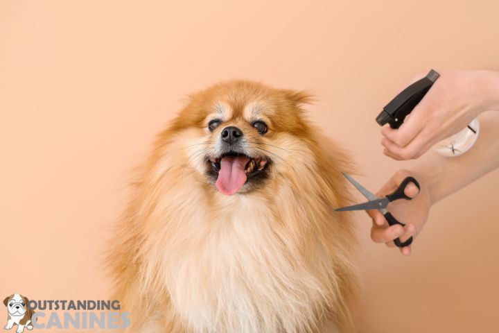 dog care checklist