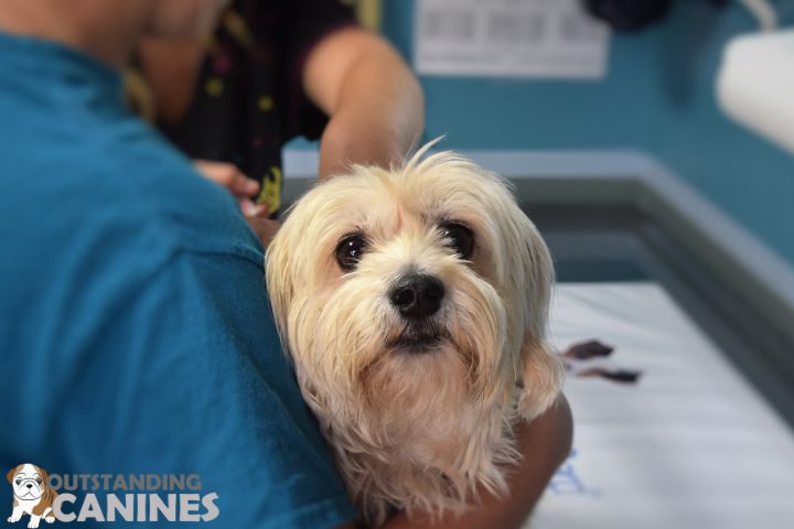 dogs Health Considerations