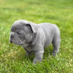 Deposit -  Puppy